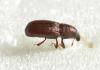 Pseudophloeophagus truncorum